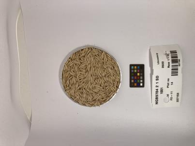 Click for 1 image(s) for this accession. SEED